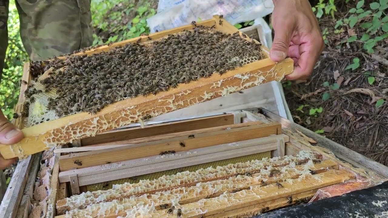 토종벌 변성 왕대 이렇게 만듭니다