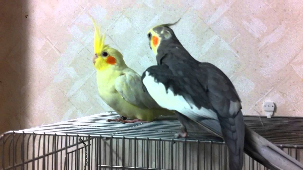 Cockatiel - Flirting