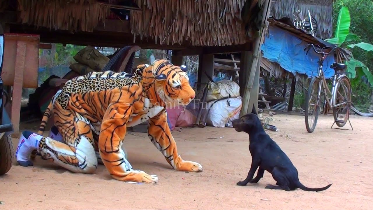 fake tiger prank dog very funny funny Best Videos, top # 005