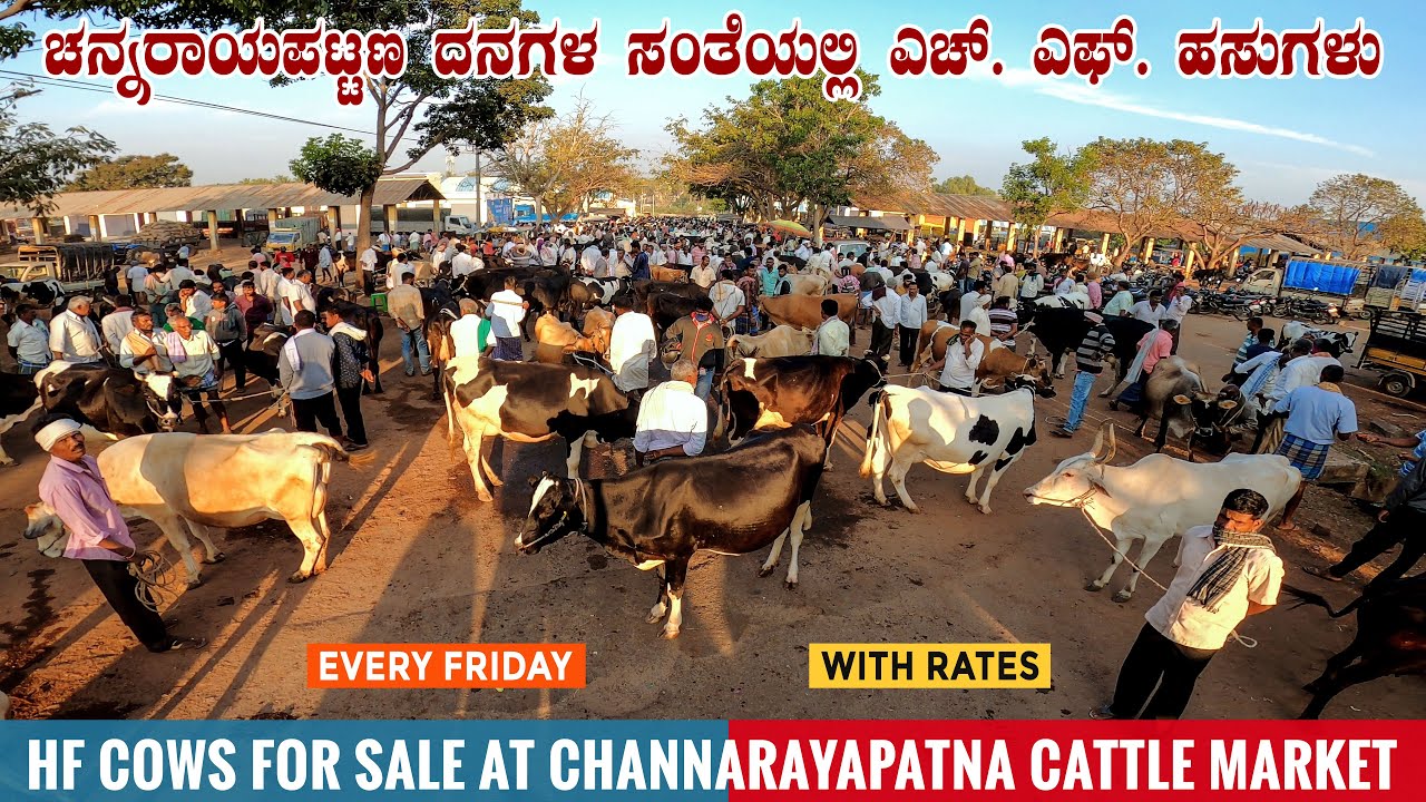 HF Cows at Channarayapatna CATTLE MARKET | Cow Market in Hassan District of Karnataka