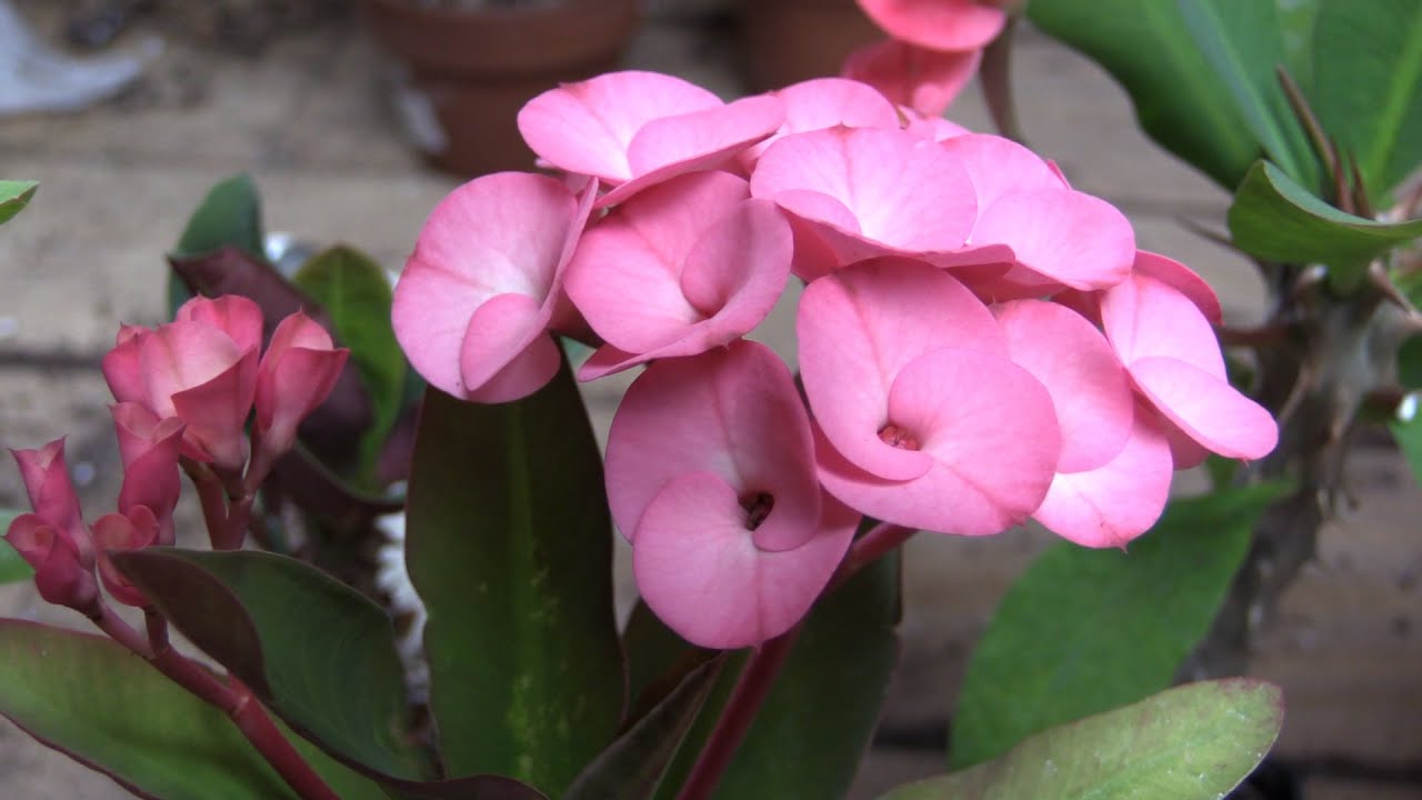 Растущий терновый венец (Euphorbia milii)