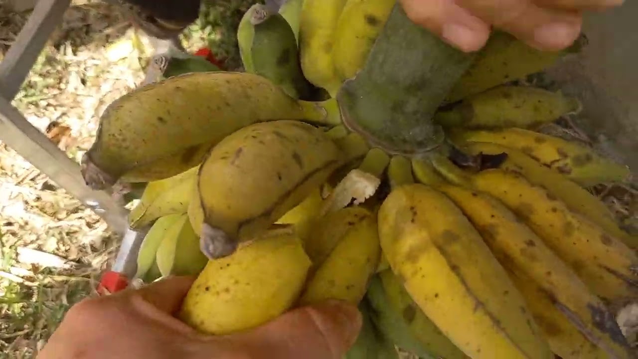 Colheita de banana na minha terrinha! 