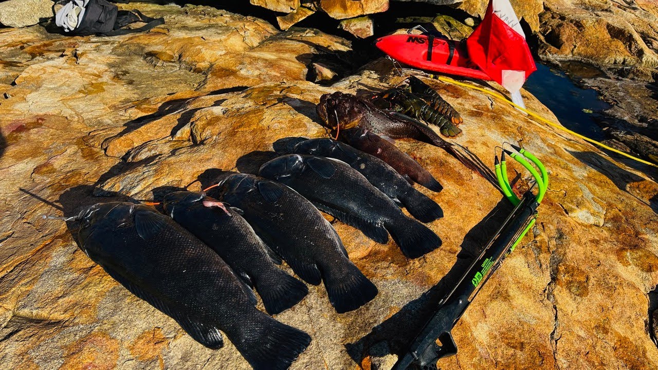 October Blackfish (Tautog) Spearfishing Limit in Perfect Conditions (Boston MA)