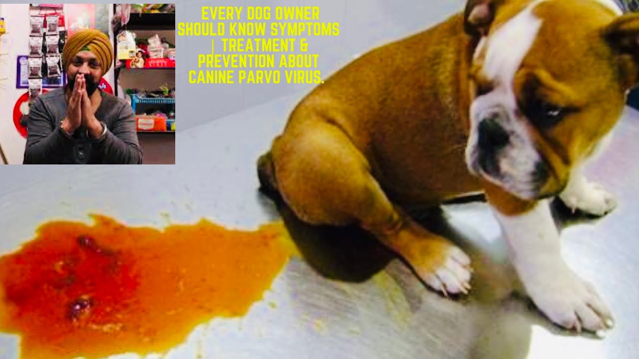 Every dog owner should know symptoms | treatment & prevention about canine parvo virus.