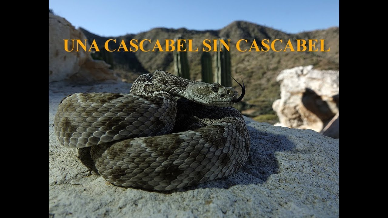UN CASCABEL SIN CASCABEL (Una clase de evolución)