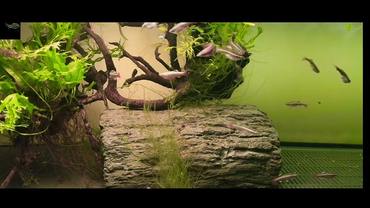 Relaxing View of my 20g Red Cloud Minnow Aquarium