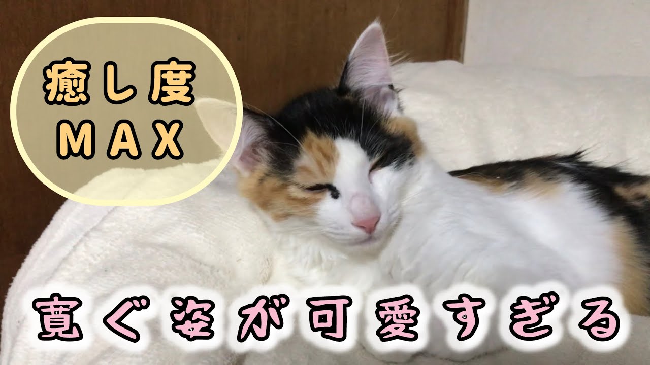 寛ぐ姿が可愛すぎる（三毛猫くーちゃん）