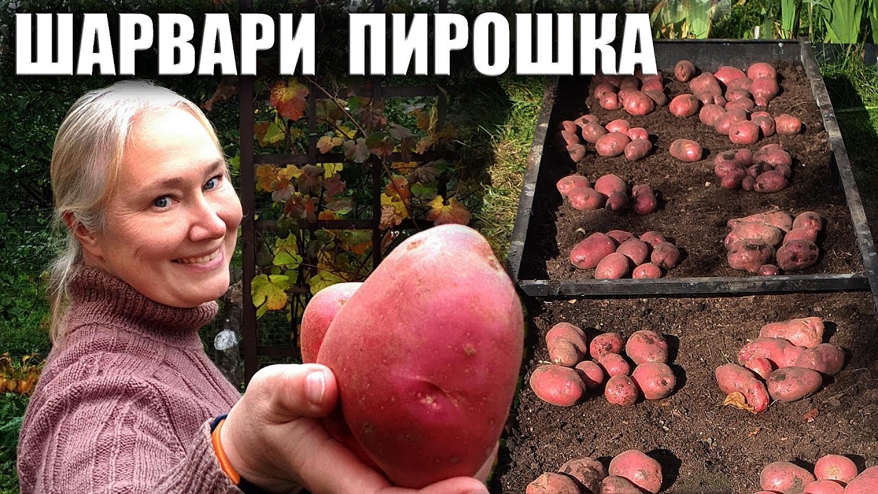 Картофель Шарвари Пирошка в высокой грядке Что выросло?
