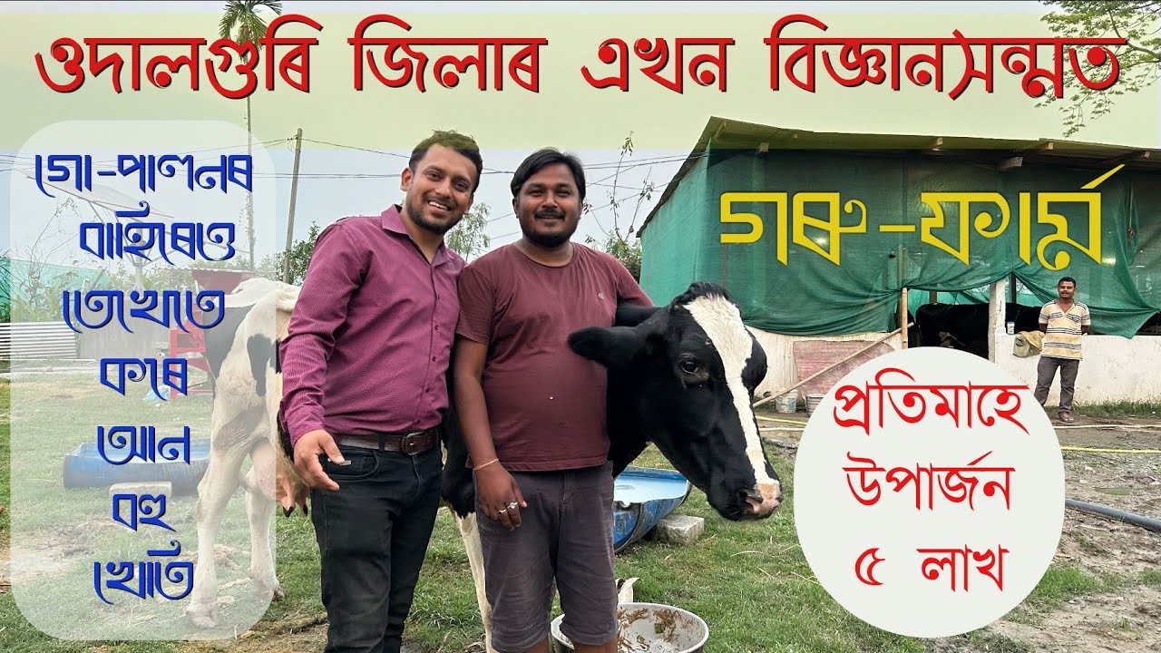 Dairy Farm in Assam | Dairy Farming Business | Cow Farming in Assam