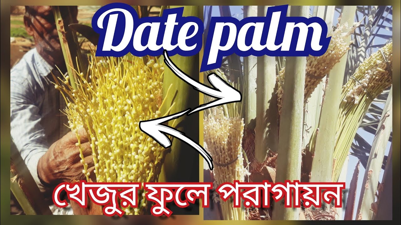 সৌদি খেজুর গাছের পুরুষ ও স্ত্রী ফুলের পরাগায়ন পদ্ধতি।।।Date palm pollination. East and Effective..