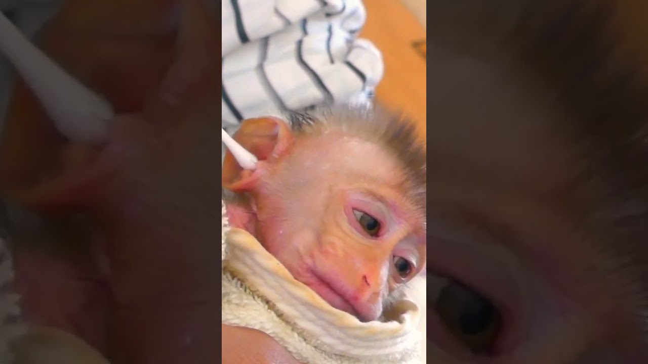 So pathetic for me! The pitiful monkey named Niki  1   015