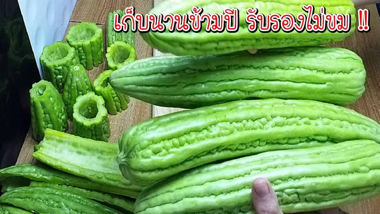 วิธีเก็บมะระสด  ให้สดนานข้ามเดือน  เก็บไว้กินข้ามปี แค่รู้เคล็ดลับเมนูไหนๆก็ไม่ขม Asia Food  Secrets
