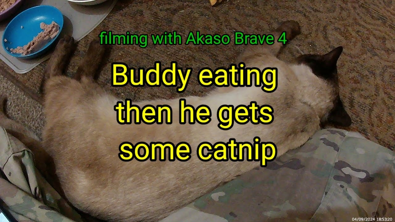 (1412) Buddy eating then some Catnip