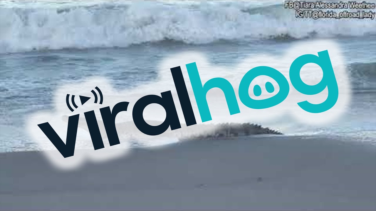 Rare Sighting of Crocodile in Sebastian, Florida || ViralHog