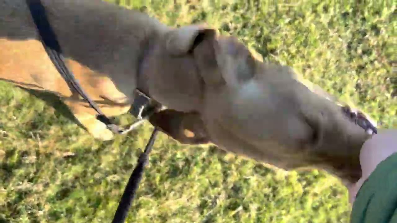 Dog recall training using a whistle and positive reinforcement - Teaching a dog to come when called.
