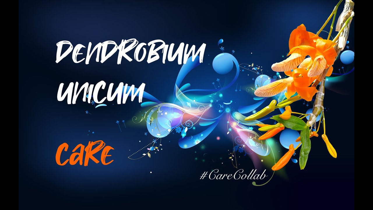 Dendrobium unicum | Конный | Уход в любое время года | Средиземноморский климат #CareCollab #ninj...