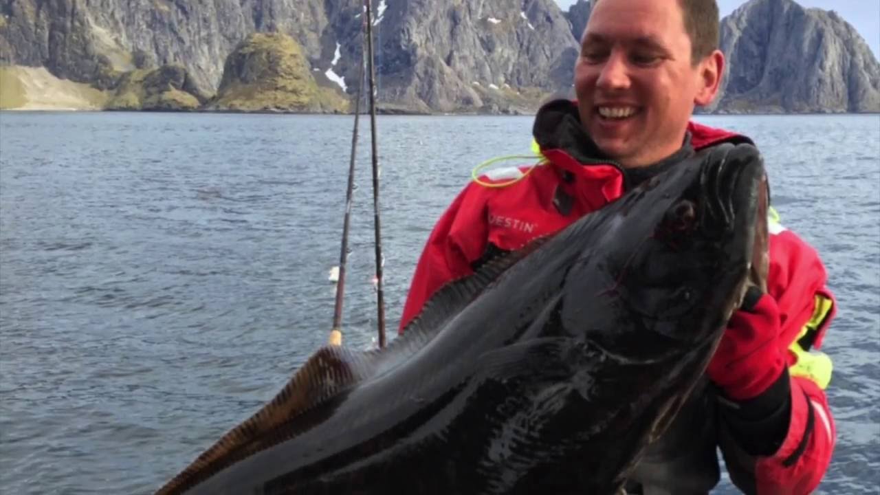Helleflyndere ved Lofoten Kveite ved Lofoten H&auml;lleflyndra Lofoten Halibut at Lofoten, Norway 2016