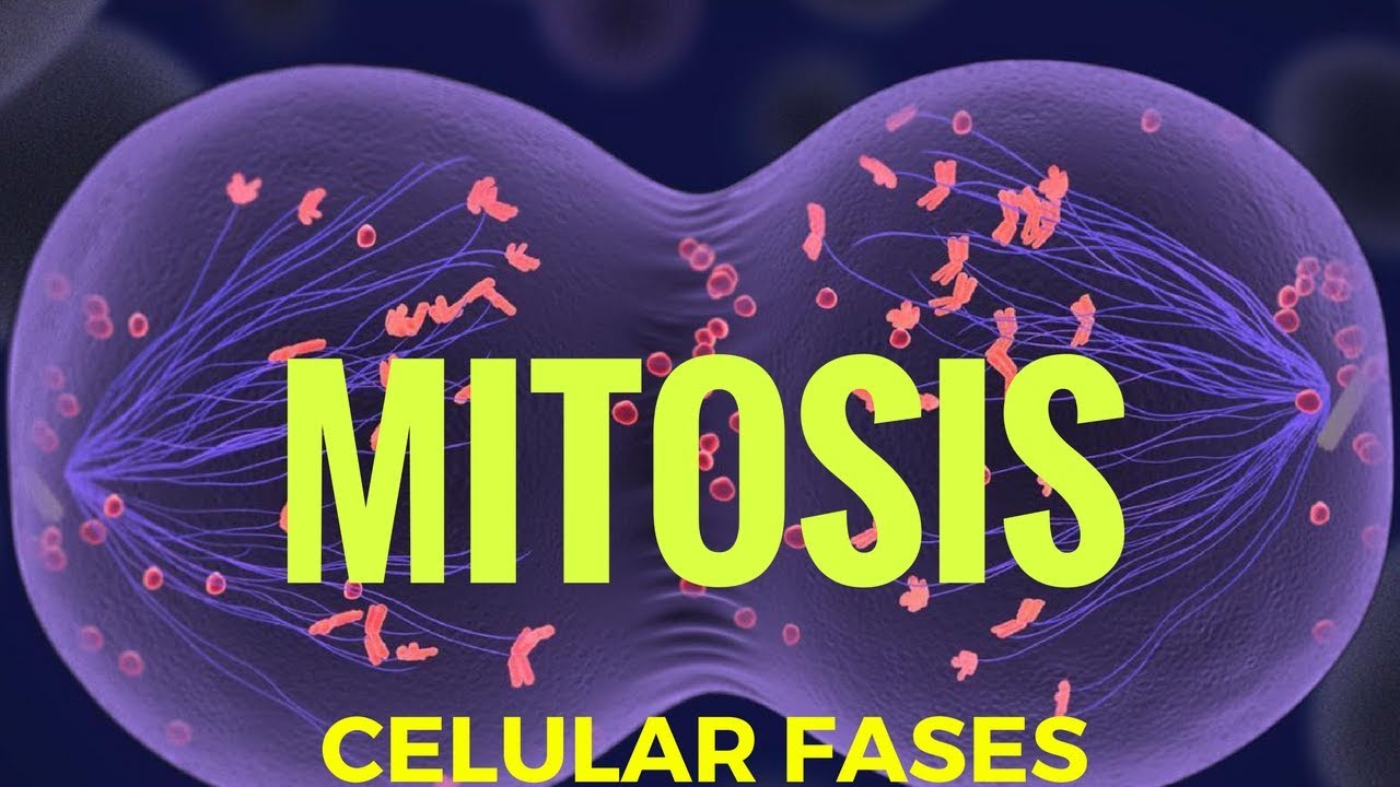 mitosis fases explicadas