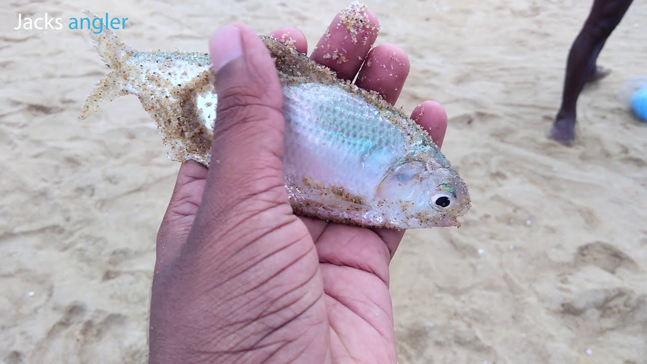 Traditional hand line fishing  #baitfishing  #inshorefishing #catfish #handlinefishing #fishing