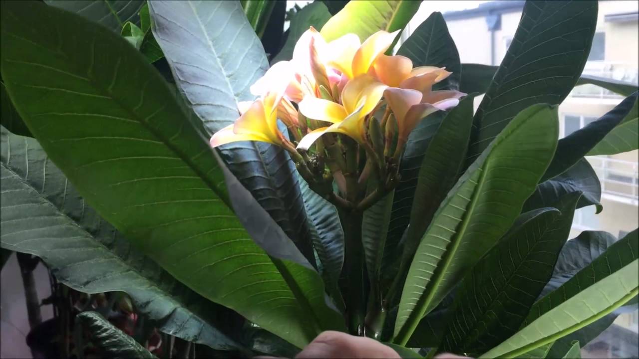 Growing Plumeria indoors