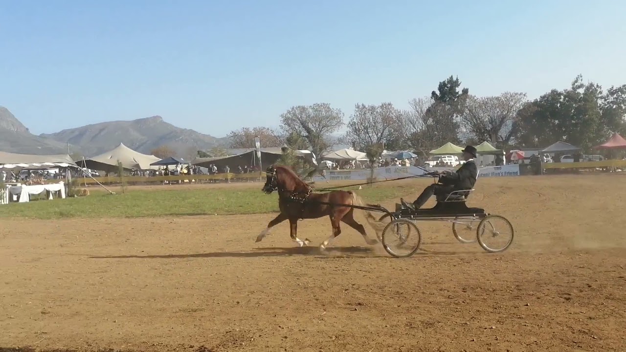 Welsh Pony Single Harness Championship - Over 5 years — Klein Nederburg Horse Show 2021 - Open Show