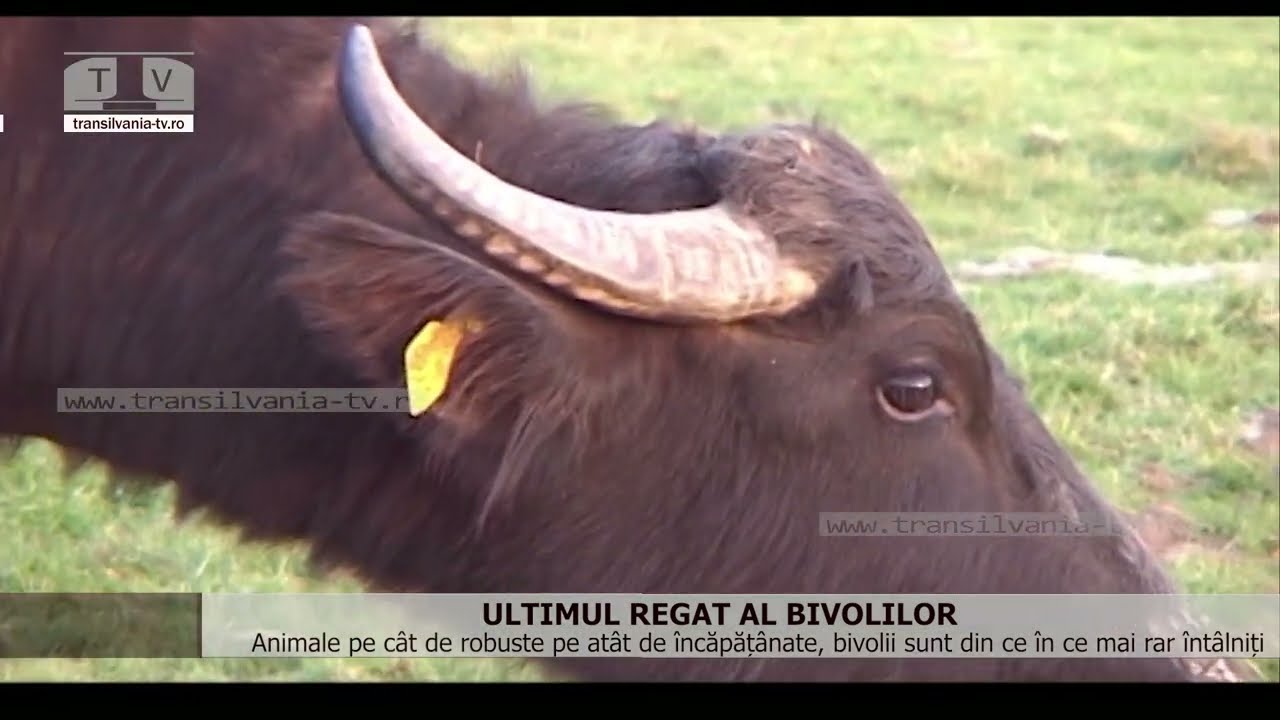Ultimul regat al bivolilor din Țara Lăpușului