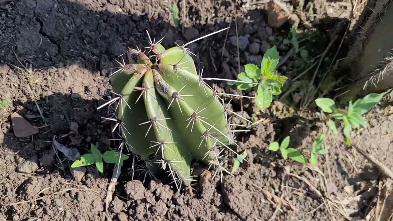 Pitayos🌵🌵ya sanaron el capado 