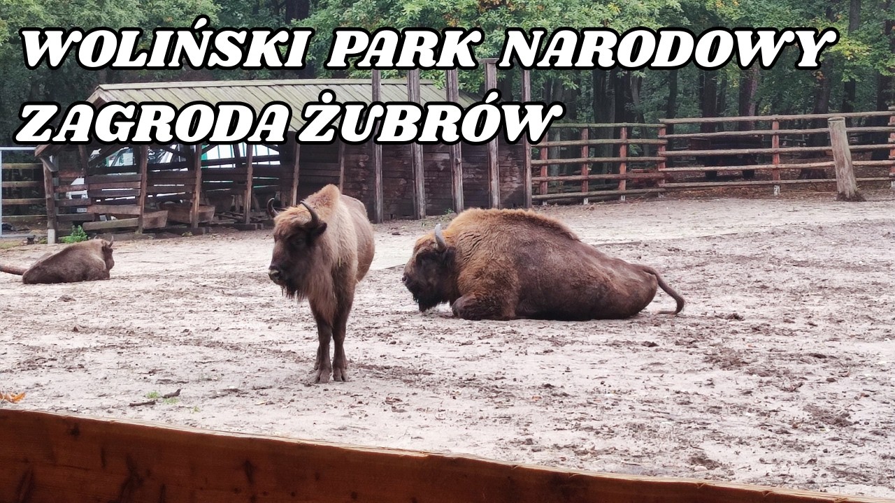 013  ZAGRODA ŻUBRÓW, MIĘDZYZDROJE, WOLIŃSKI PARK NARODOWY