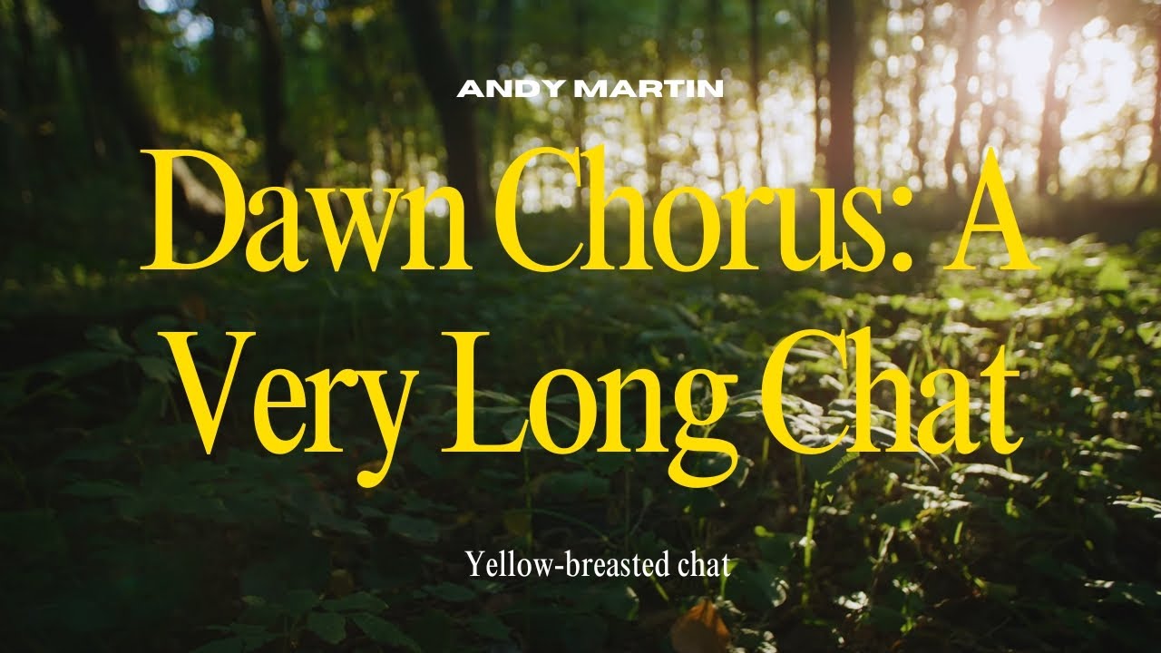 Dawn Chorus: A Very Long Chat | Recording by Andy Martin