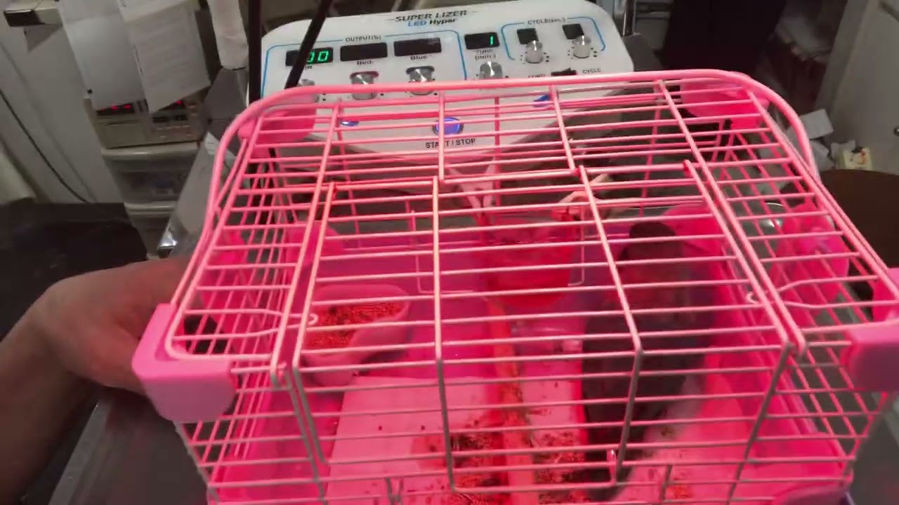 ⑴ボタンインコのサクちゃんの診察治療