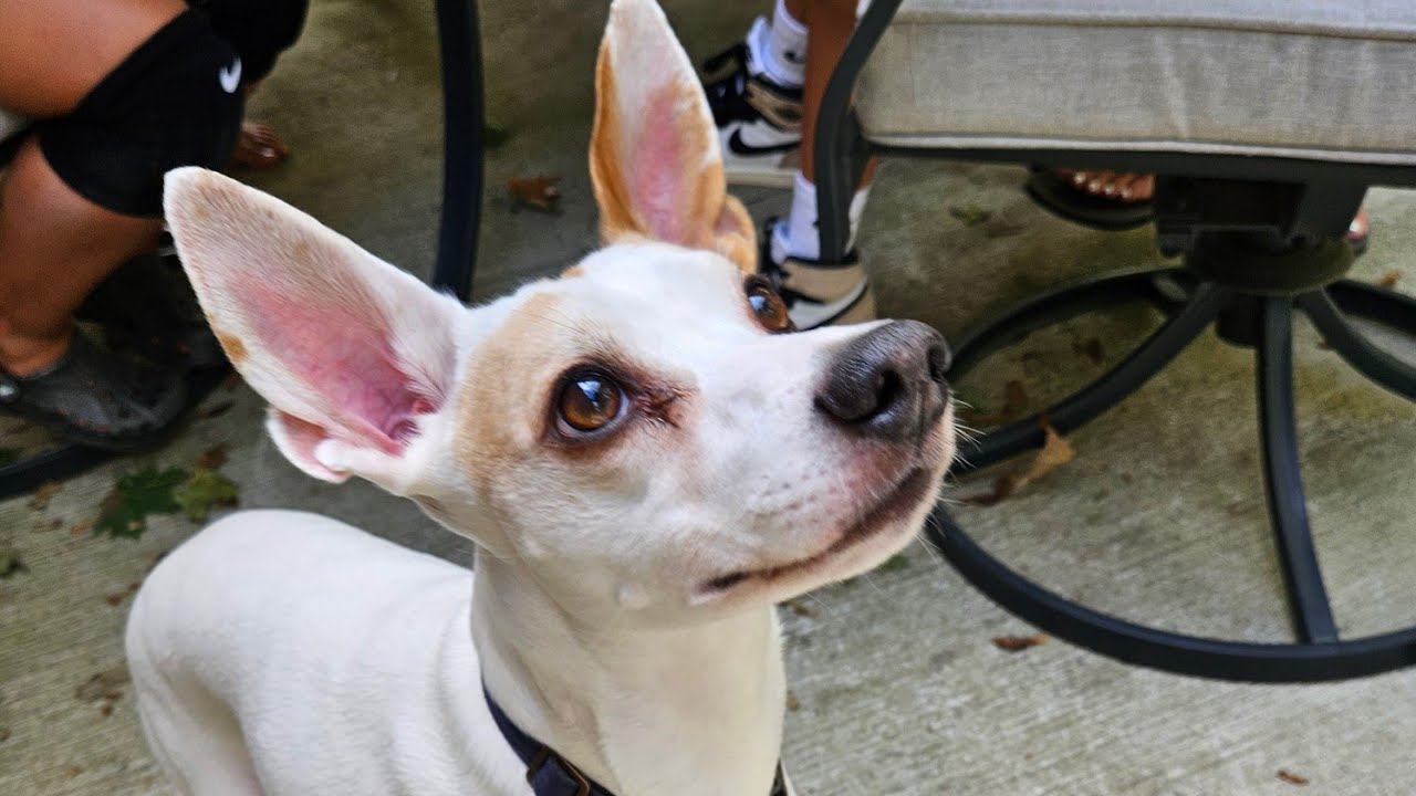 Hung out With Chief The Terrier Mix & His Family // He Had Hurt Paw