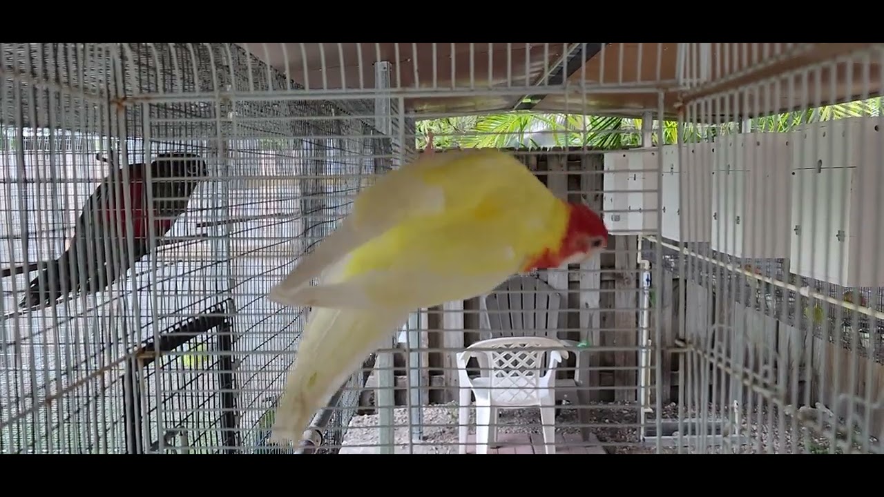 Emparejando Rosellas Eximium! 🦜🦜