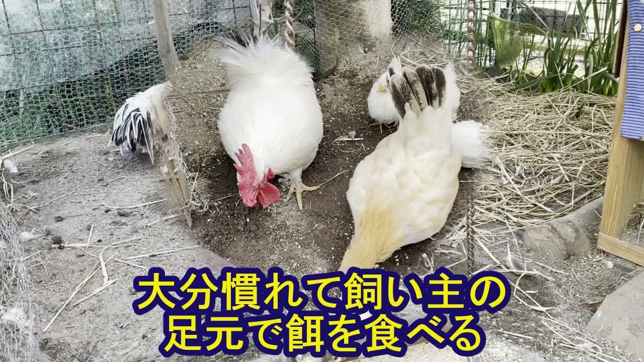 チャボのひよこの成長NO2(2021.12.15)
