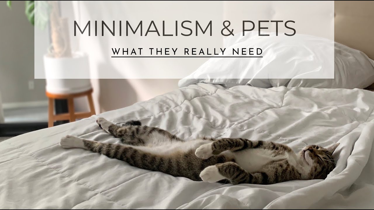 Minimalism with pets | What they really need