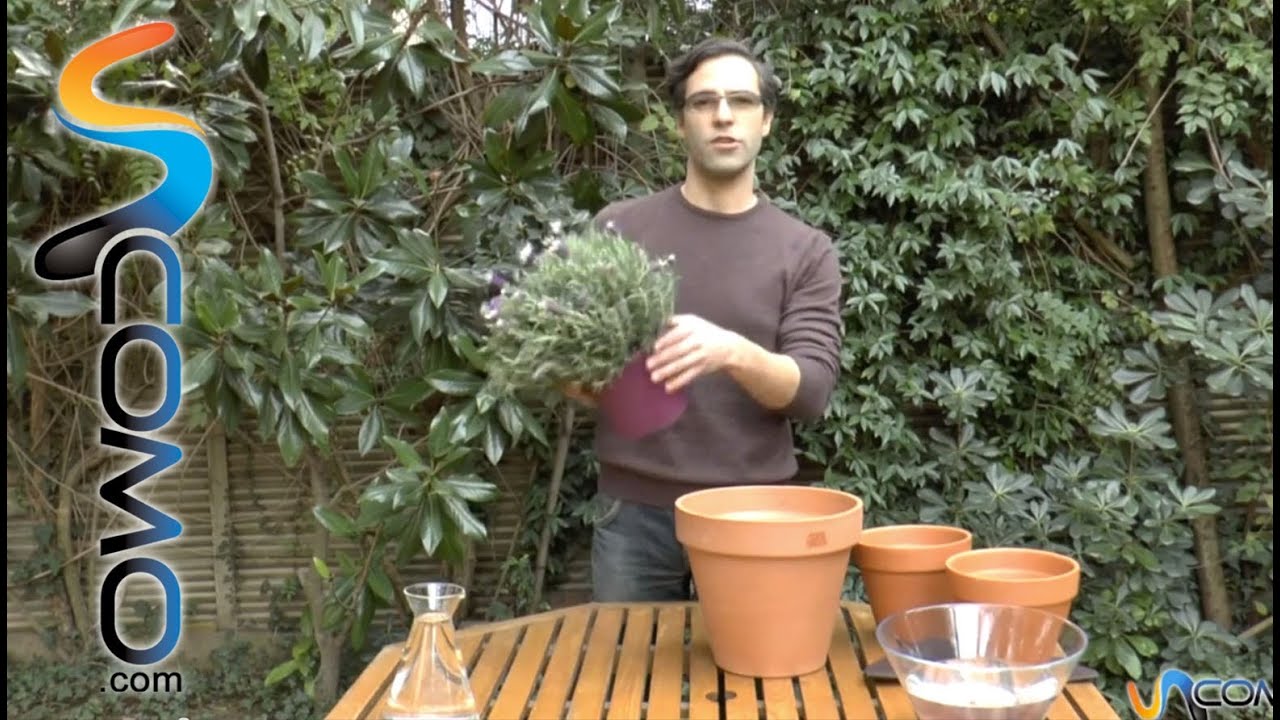Trasplantar una planta paso a paso