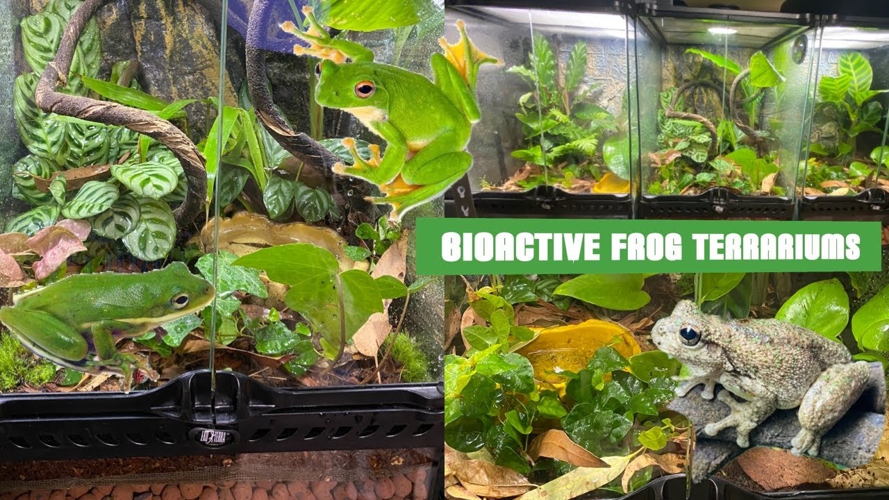 BIOACTIVE Frog Terrarium Build!!