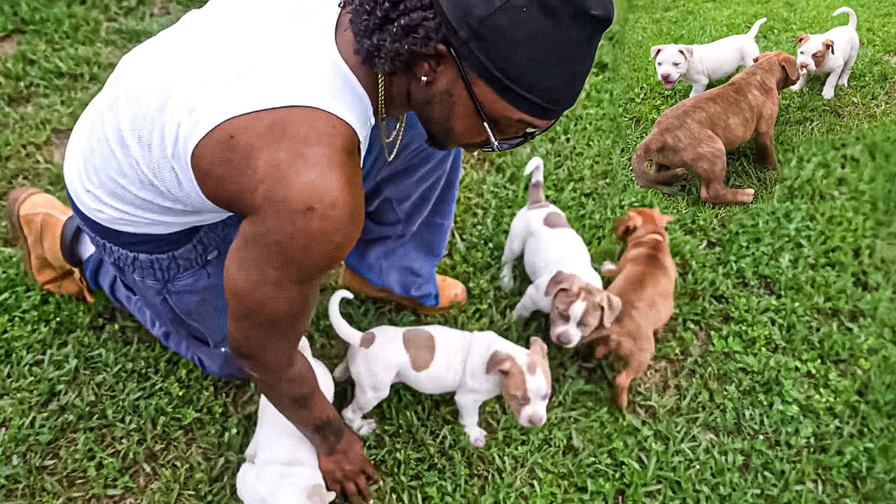 My Puppies Go Outside For The First Time!