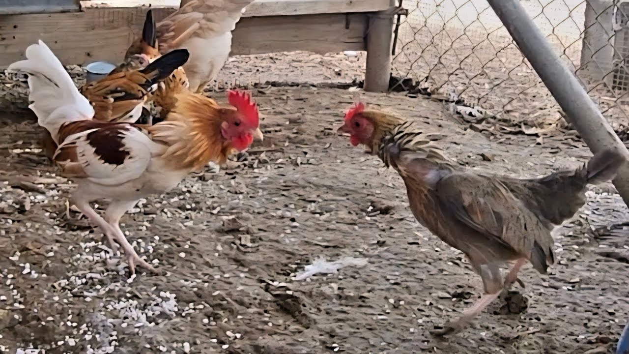 Attitudes run high with Miniature Rooster and Chicken. 