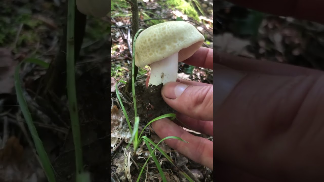 Russula virescens