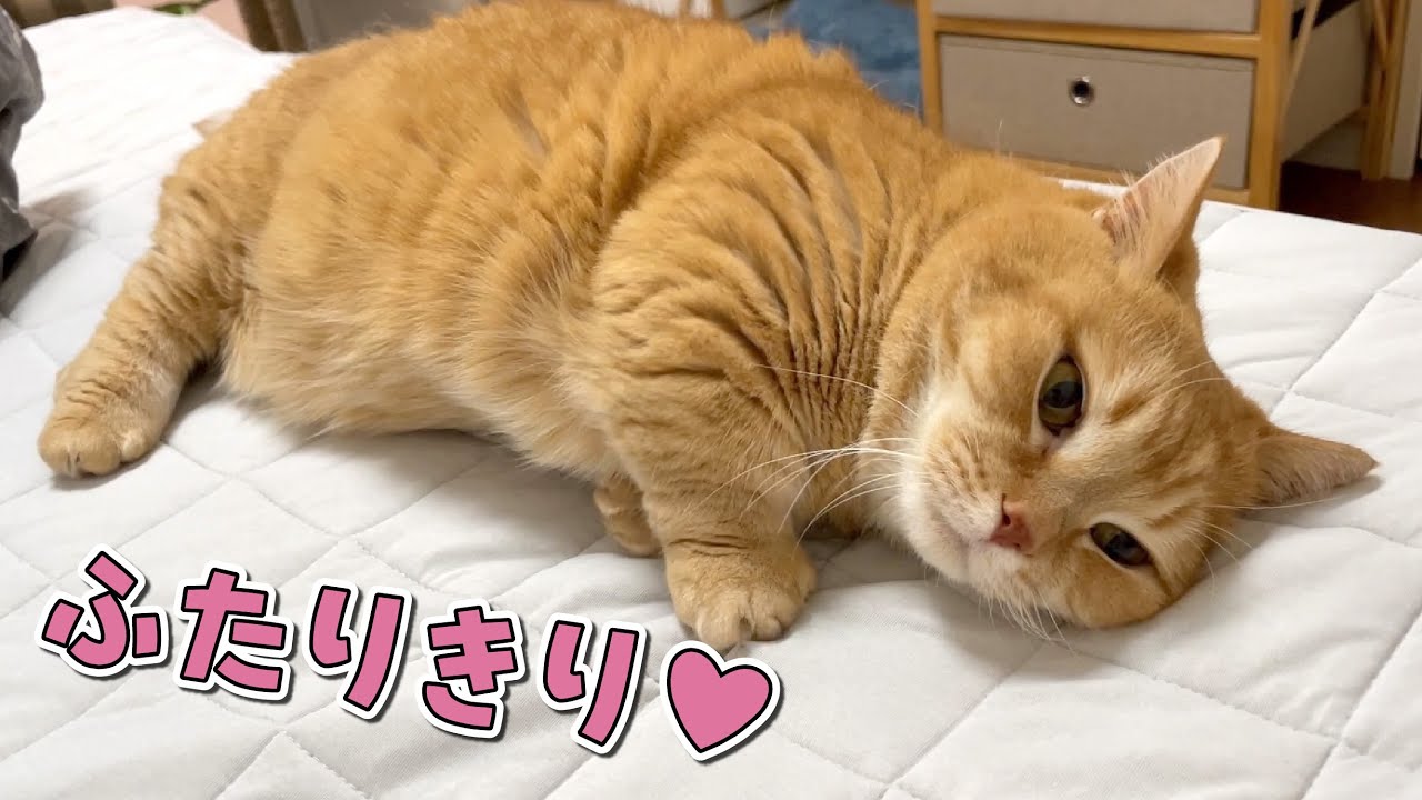 ママとふたりきりになった途端甘え始める猫が可愛すぎる…！