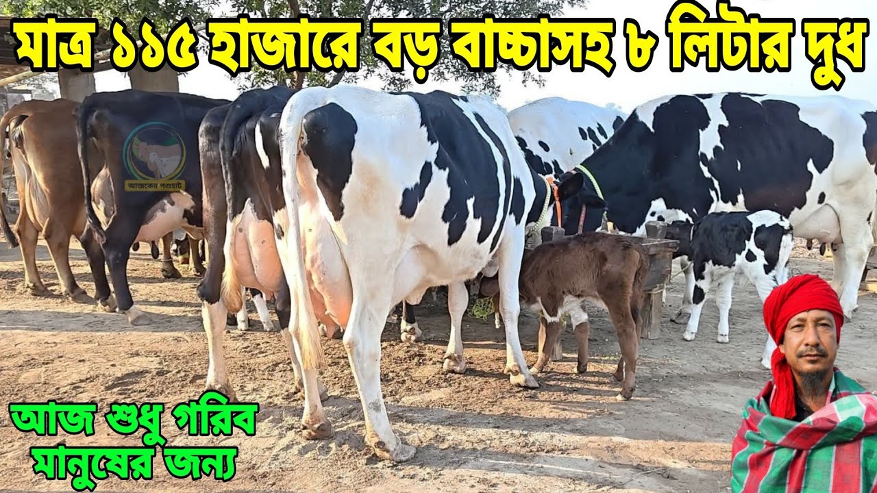 হিট কালেকশন! মাত্র ৯৫ হাজারে বাচ্চাসহ ৫ লিটার ও ১১৫ হাজারে বড় বাচ্চাসহ ৮ লিটার দুধের গাভী পাবেন হাটে
