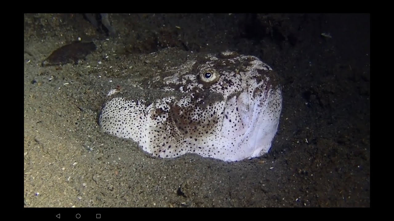 Unforgettable Diving - Darwin's Incredible Starfish