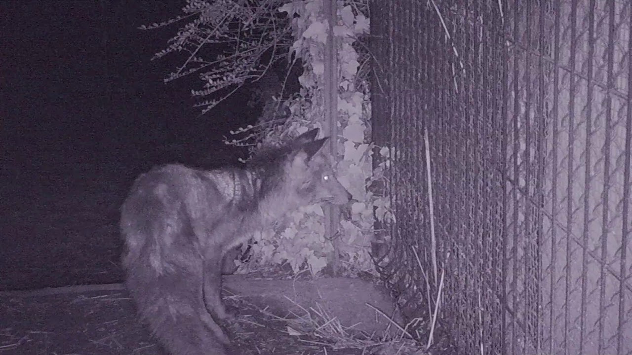 poulailler +renard=danger/ henhouse +fox = danger
