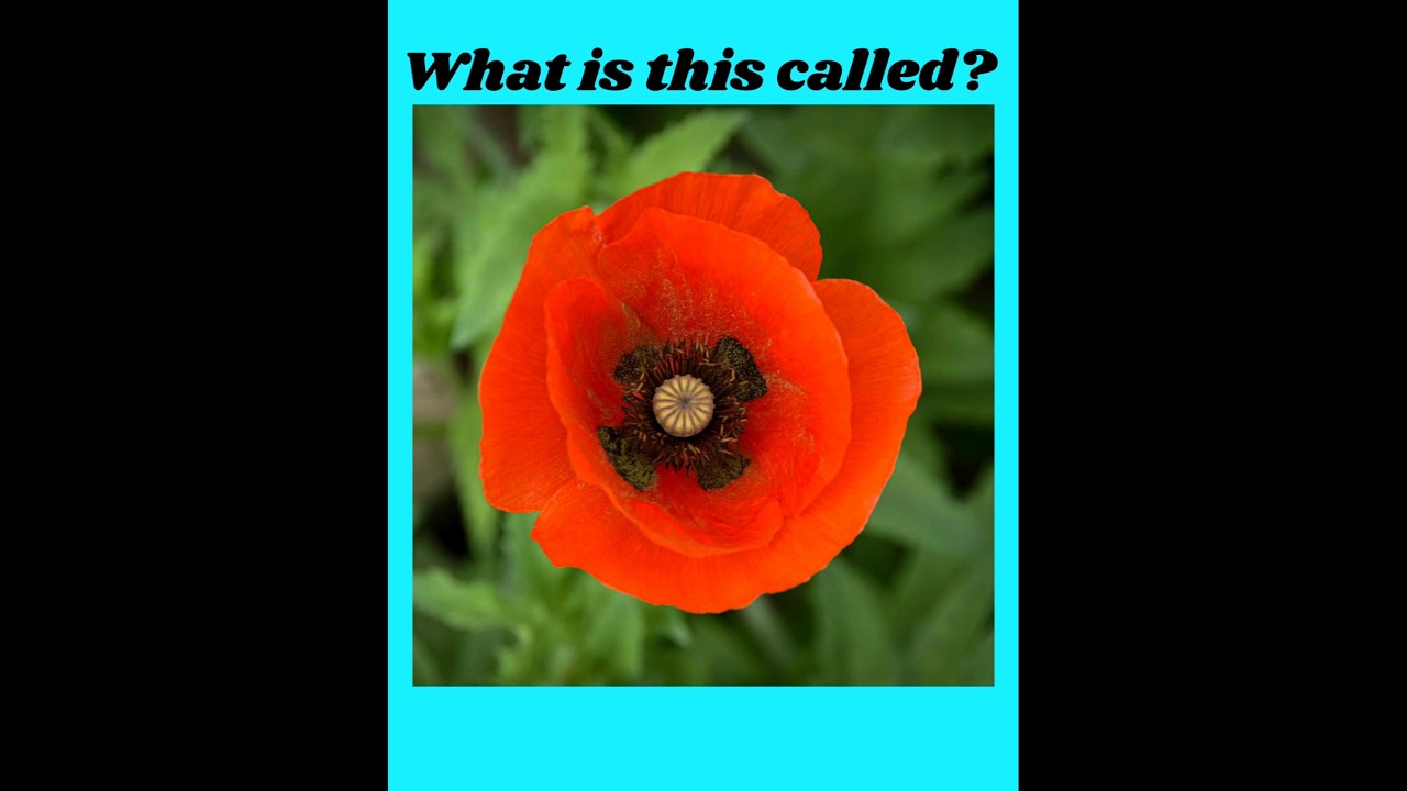 Different Types of Flowers 