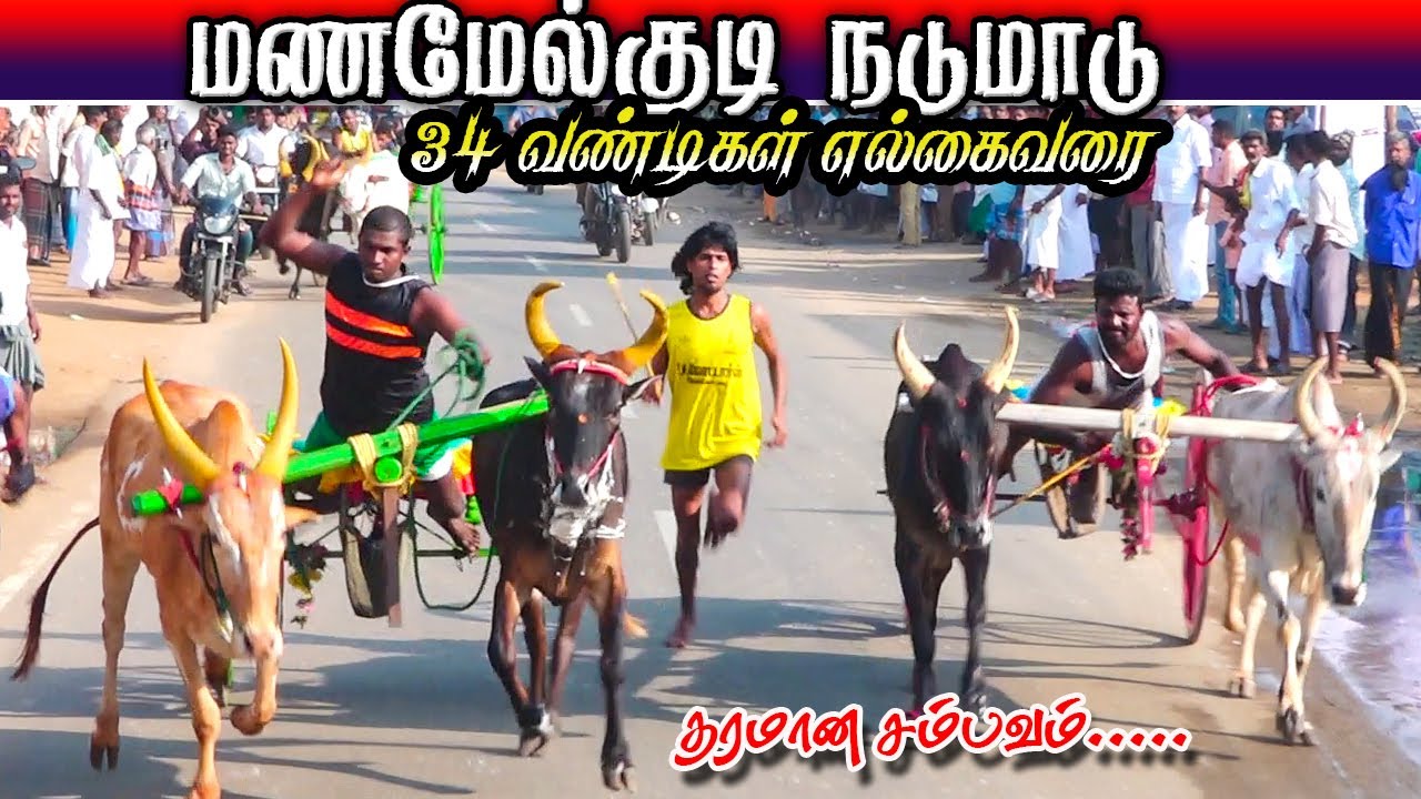 மணமேல்குடி நடுமாடு 13/12/2025