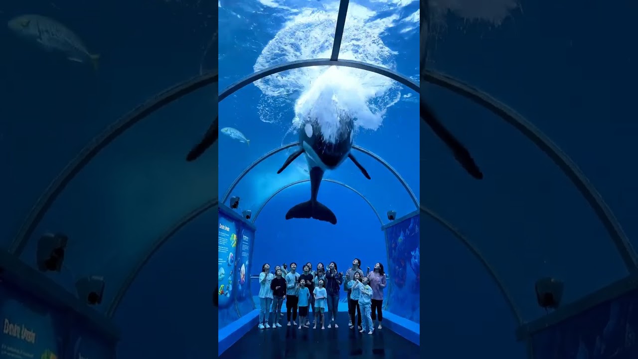 Aquarium Tunnel CRACKS Under Massive Orca Attack