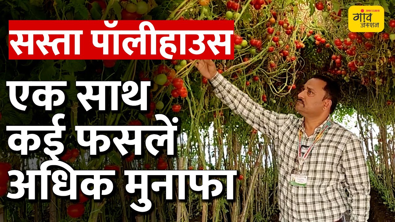 ऊपर टमाटर, नीचे गोभी की खेती किसान की होगी चांदी | #Agriculture #Farming #Polyhouse