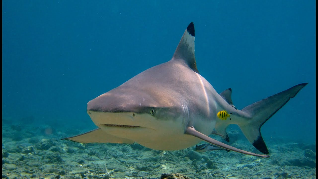 Sharks of Phi Phi Islands