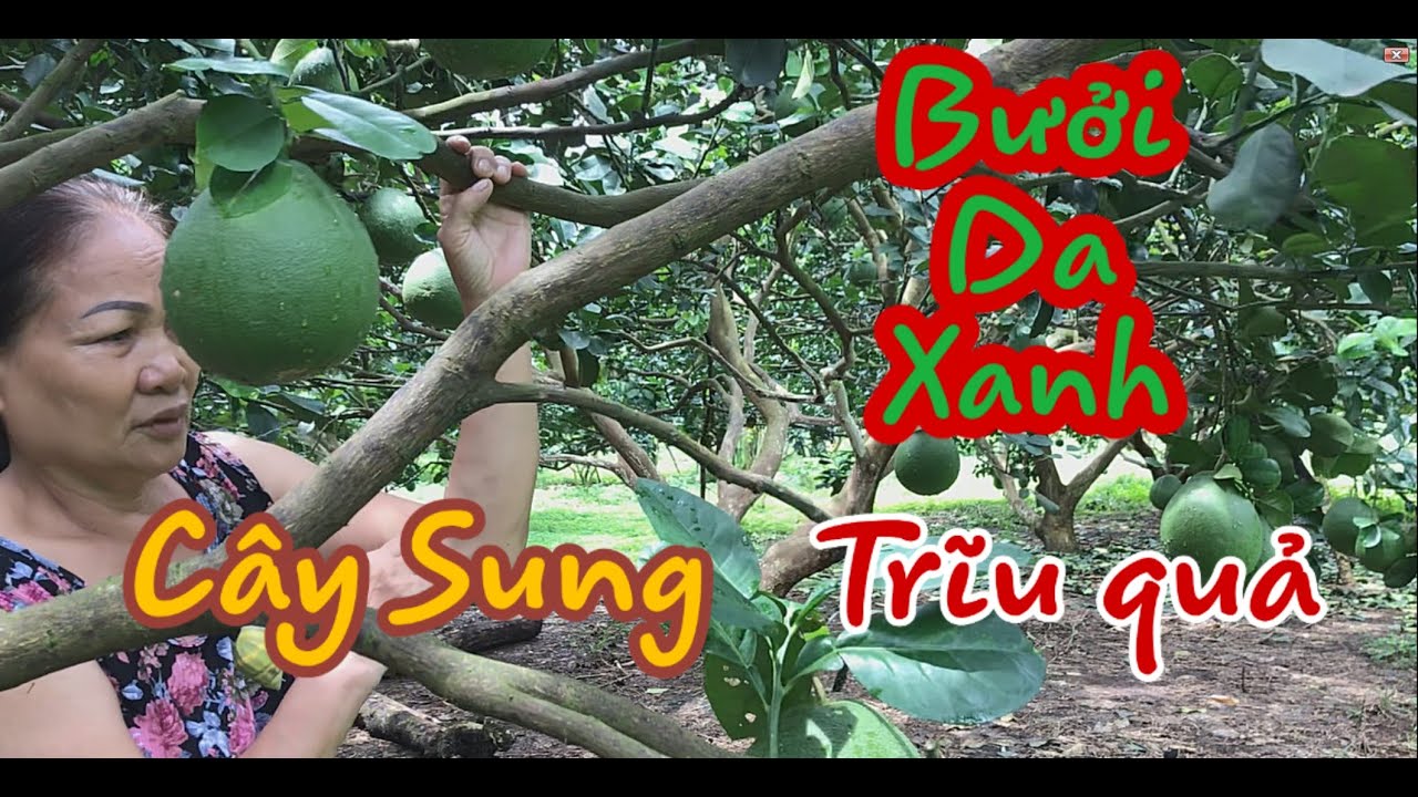 Tham quan vườn Bưởi da xanh đẹp, năng suất cao ở Trảng Bom - Đồng Nai