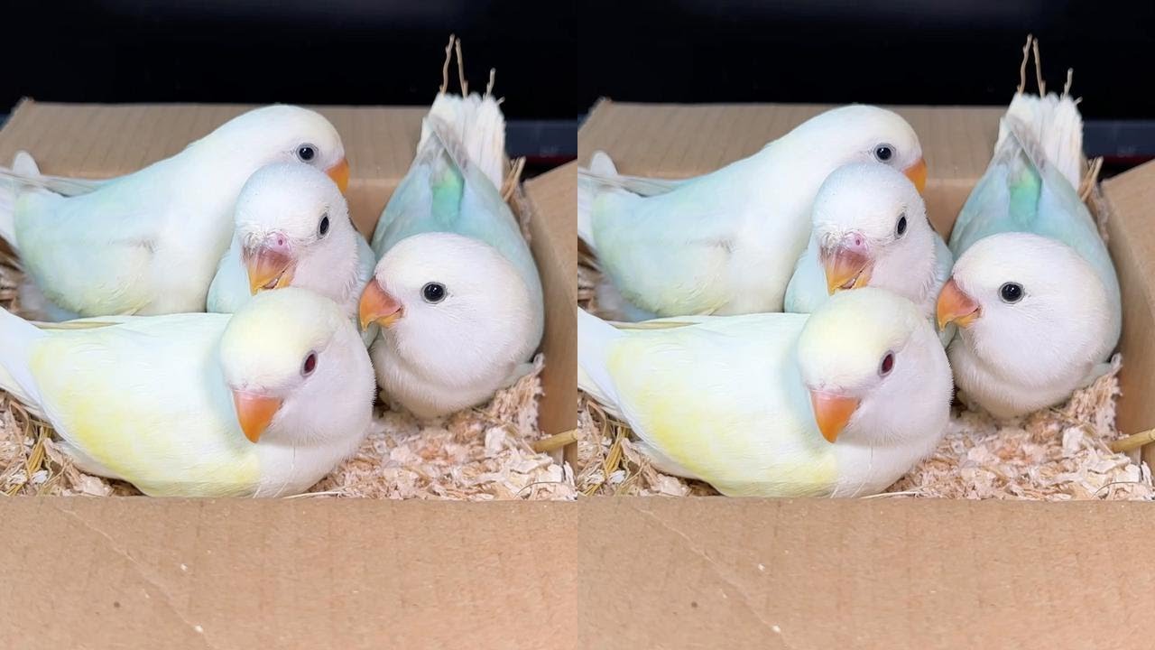 歪嘴巴是药物导致不是近亲